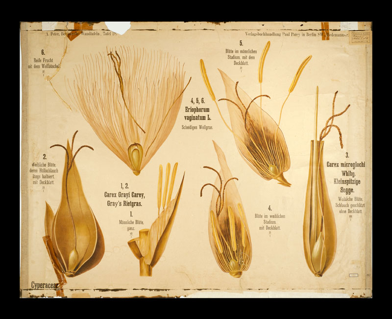Tafel 28 Cyperaceae